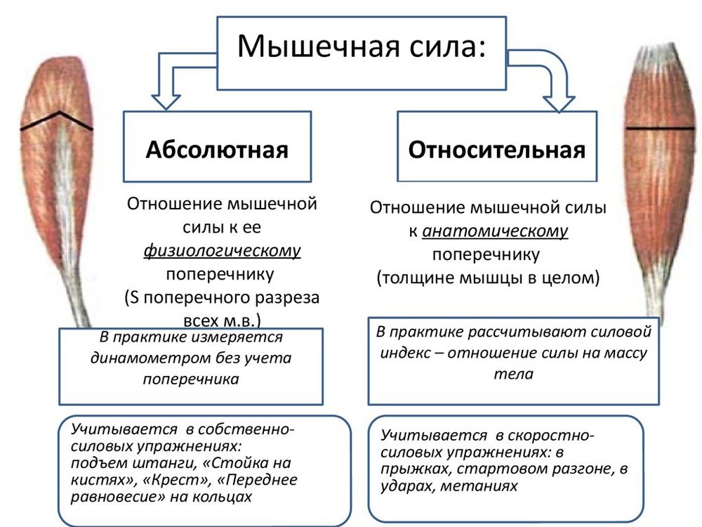Мышечная сила